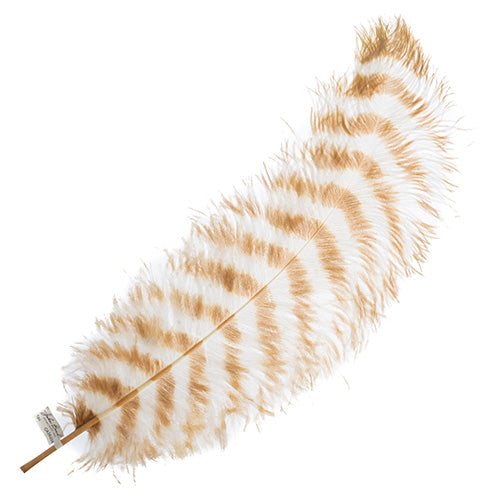 Ostrich Wing 24in+ Striped