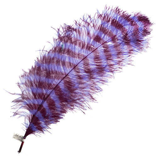 Ostrich Wing 24in+ Striped