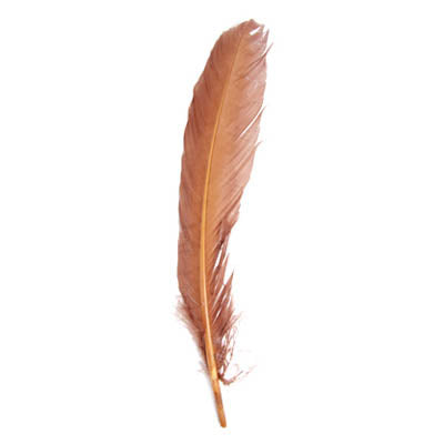 Turkey Quill 12in  (3 x 6pcs each)