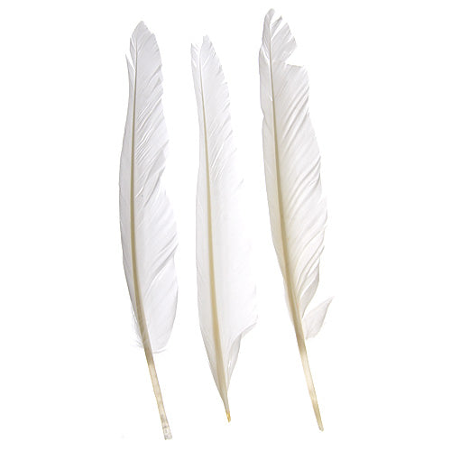 Duck Quill 7in  (3 x 12pcs)