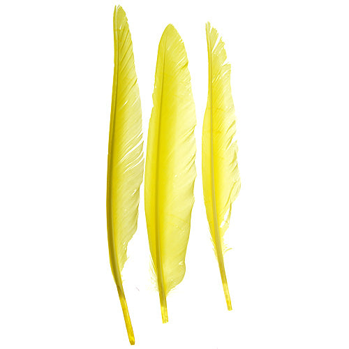 Duck Quill 7in  (3 x 12pcs)