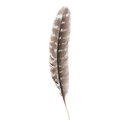 Turkey Quill Barred  10pcs Left & Right