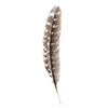 Turkey Quill Barred  10pcs Left & Right