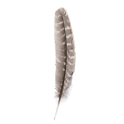 Turkey Quill Barred  10pcs Left & Right