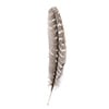Turkey Quill Barred  10pcs Left & Right