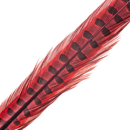 Ringneck Pheasant Tail 18-20in (3pcs) Dyed 