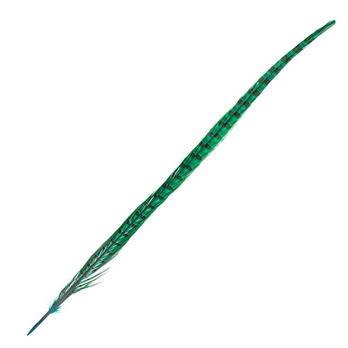 Ringneck Pheasant Tail 18-20in (3pcs) Dyed 