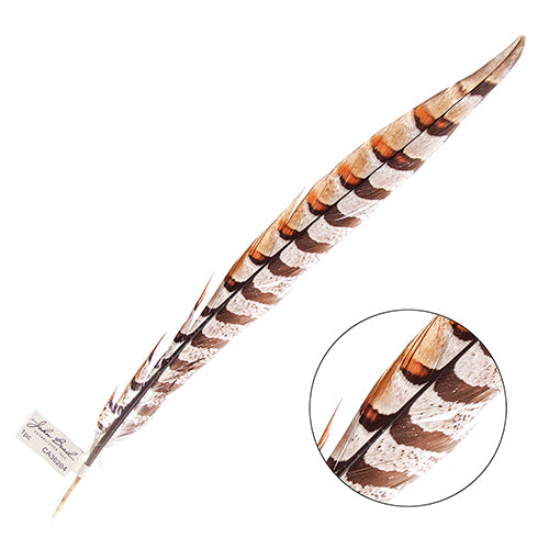 Reeves Pheasant Tail Natural