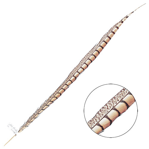Lady Amherst Pheasant Feather Side (1pc)