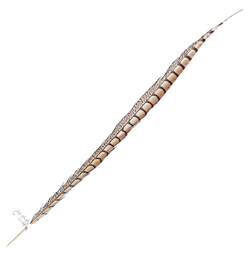 Lady Amherst Pheasant Feather Side (1pc) 