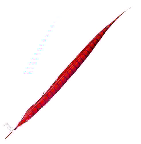 Lady Amherst Pheasant Feather Side (1pc) 