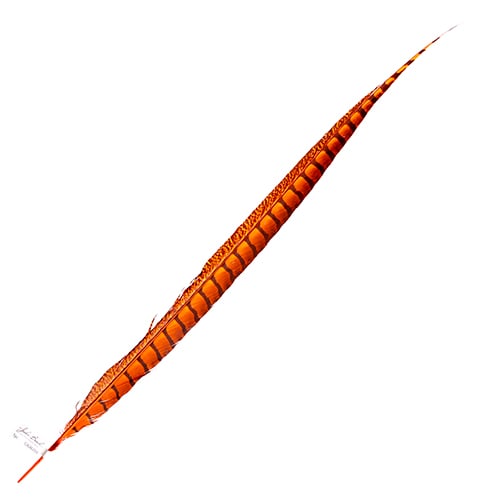 Lady Amherst Pheasant Feather Side (1pc) 