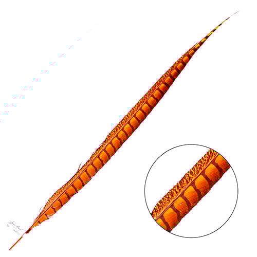 Lady Amherst Pheasant Feather Side (1pc)