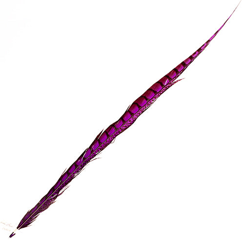 Lady Amherst Pheasant Feather Side (1pc) 