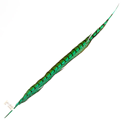 Lady Amherst Pheasant Feather Side (1pc) 