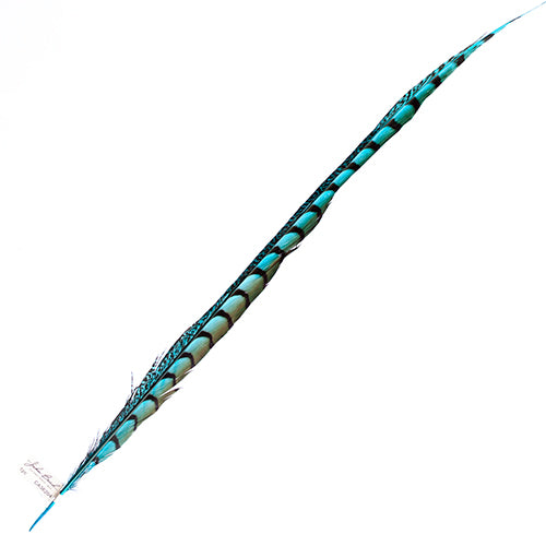 Lady Amherst Pheasant Feather Side (1pc) 
