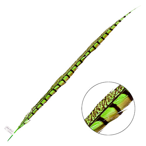 Lady Amherst Pheasant Feather Side (1pc)