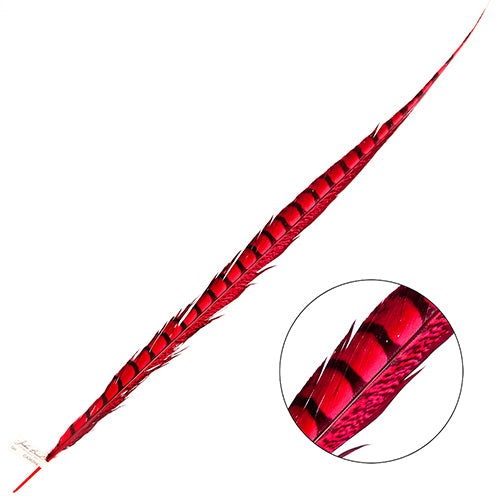 Lady Amherst Pheasant Feather Side (1pc)