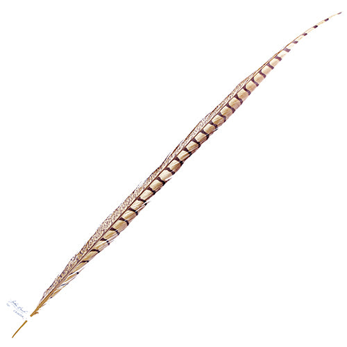 Lady Amherst Pheasant Feather Side (1pc) 