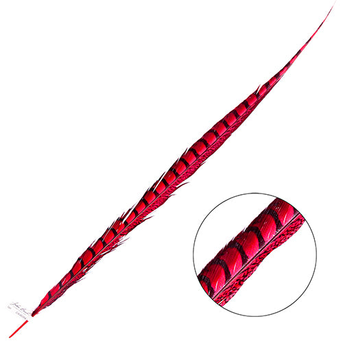 Lady Amherst Pheasant Feather Side (1pc)