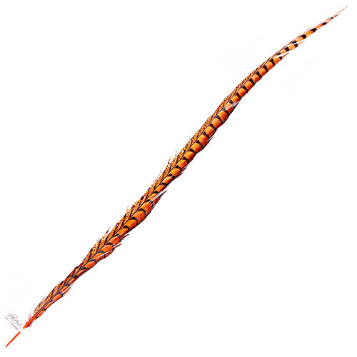 Lady Amherst Pheasant Feather Side (1pc) 