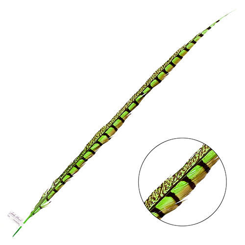 Lady Amherst Pheasant Feather Side (1pc)