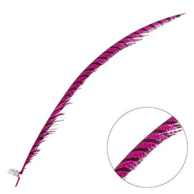 Lady Amherst Pheasant Feather Center (1pc)