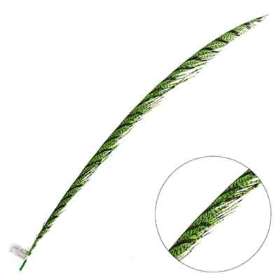 Lady Amherst Pheasant Feather Center (1pc)