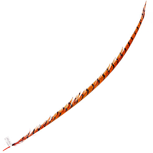 Lady Amherst Pheasant Feather Center (1pc) 