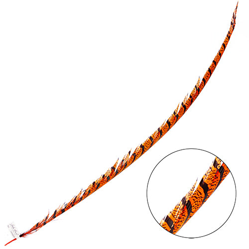 Lady Amherst Pheasant Feather Center (1pc)