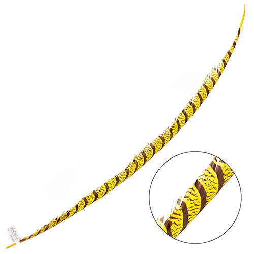 Lady Amherst Pheasant Feather Center (1pc)