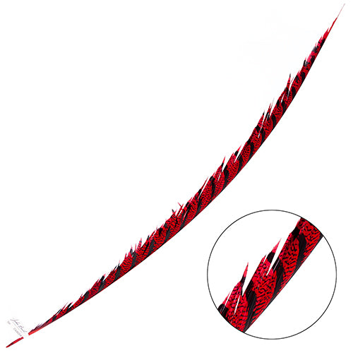 Lady Amherst Pheasant Feather Center (1pc)