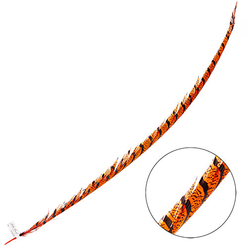 Lady Amherst Pheasant Feather Center (1pc)