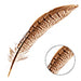 Ringneck Pheasant Tail 6-8in (10pcs) Natural