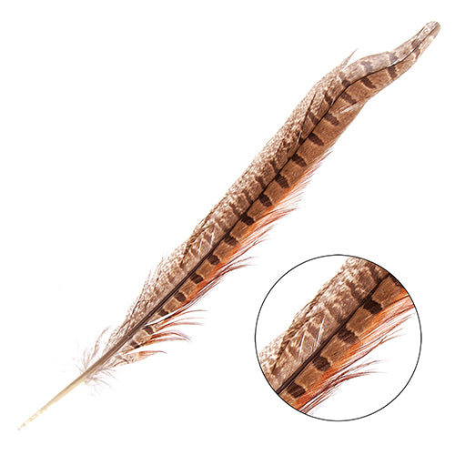 Ringneck Pheasant Tail 8-10in (6pcs) Natural