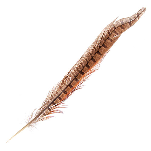 Ringneck Pheasant Tail 8-10in (6pcs) Natural