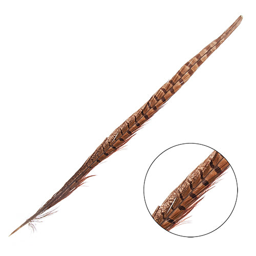 Ringneck Pheasant Tail 12-14in (5pcs) Natural