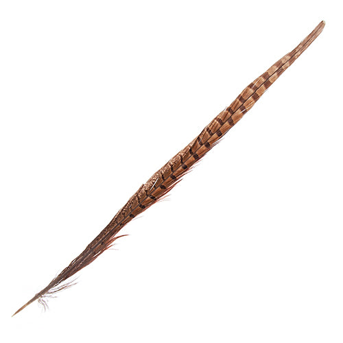 Ringneck Pheasant Tail 12-14in (5pcs) Natural