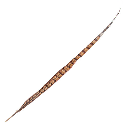 Ringneck Pheasant Tail 18-20in (3pcs) Natural