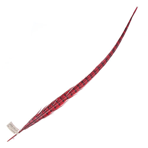 Ringneck Pheasant Tail 24-26in (1pc) 