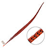 Ringneck Pheasant Tail 24-26in (1pc) 