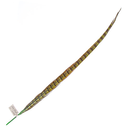 Ringneck Pheasant Tail 24-26in (1pc) 