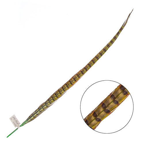 Ringneck Pheasant Tail 24-26in (1pc)