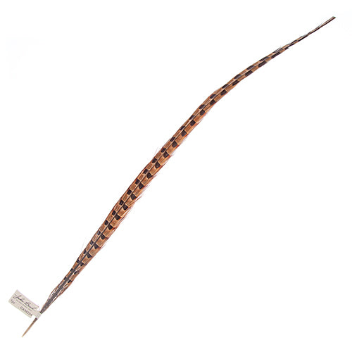 Ringneck Pheasant Tail 24-26in (1pc) 