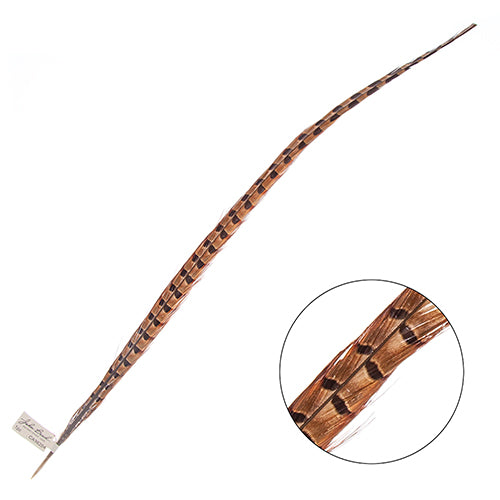 Ringneck Pheasant Tail 24-26in (1pc)