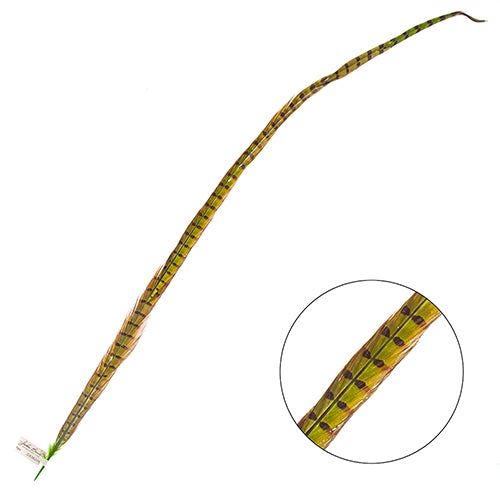 Ringneck Pheasant Tail 30-35in (1pc)