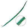 Ringneck Pheasant Tail 30-35in (1pc) 