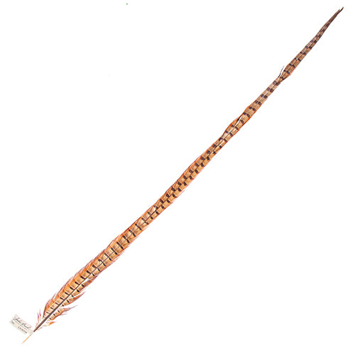 Ringneck Pheasant Tail 30-35in (1pc) 