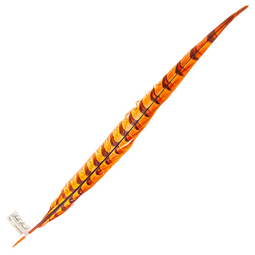 Reeves Pheasant Tail 20-25in (1pc) 