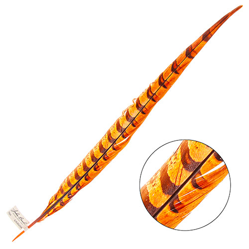Reeves Pheasant Tail 20-25in (1pc)